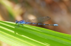 Argia oculata