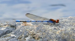 Argia oenea