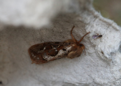 Korscheltellus fusconebulosa