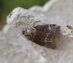 Tetheella fluctuosa