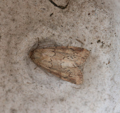 Photedes minima