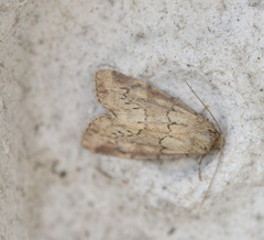 Photedes minima