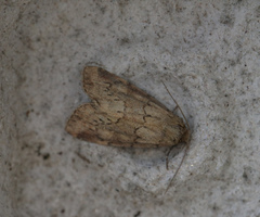 Photedes minima
