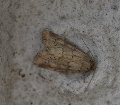 Photedes minima