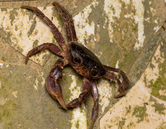 Geothelphusa pingtung