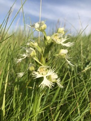Platanthera praeclara