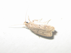 Autosticha kyotensis