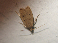 Autosticha kyotensis