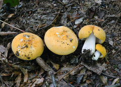 Russula ochroleucoides