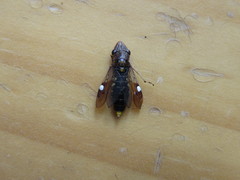 Homalodisca vitripennis