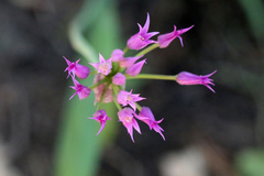 Allium brevistylum