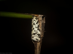 Goniosema anguliscripta