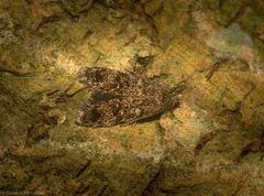 Copromorphidae