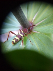 Neoclytus balteatus
