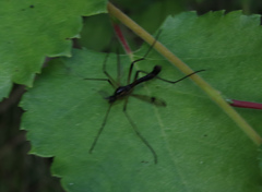 Dictenidia bimaculata