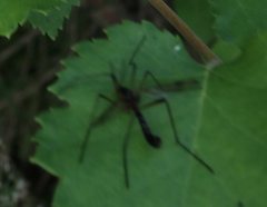 Dictenidia bimaculata