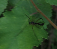 Dictenidia bimaculata