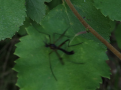 Dictenidia bimaculata