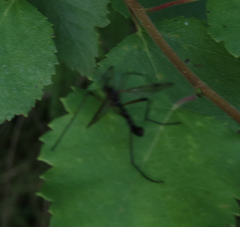 Dictenidia bimaculata