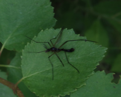 Dictenidia bimaculata