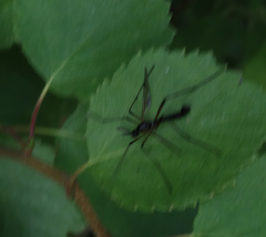 Dictenidia bimaculata