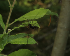 Dictenidia bimaculata