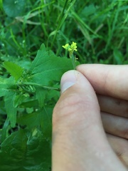 Sisymbrium officinale