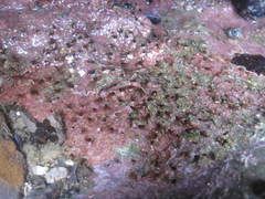 Dodecaceria fewkesi