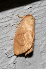 Tortricidia testacea