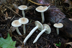 Lactarius fumosus