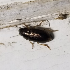 Selenophorus
