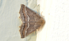 Prochoerodes amplicineraria