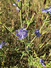 Cichorium intybus