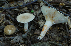 Lactarius fumosus
