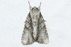 Acronicta connecta