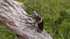 Sphaenognathus feisthamelii