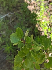 Betula glandulosa