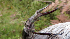 Sphaenognathus feisthamelii