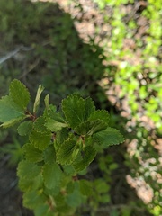 Betula glandulosa