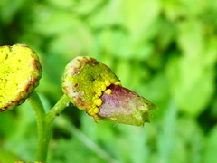 Rhopalomyia tanaceticola