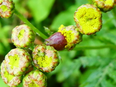 Rhopalomyia tanaceticola