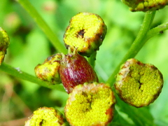 Rhopalomyia tanaceticola