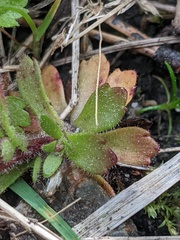 Saxifraga cespitosa