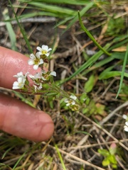 Saxifraga cespitosa