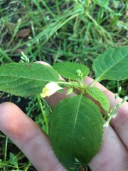 Impatiens parviflora