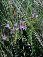 Lythrum alatum