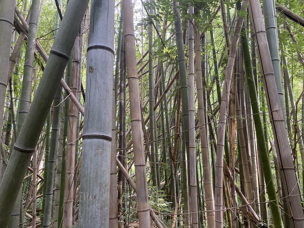 fishpole bamboo (Invasive species in Franklin Park) · iNaturalist