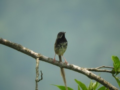 Prinia