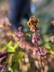 Svastra obliqua expurgata