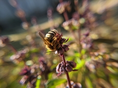 Svastra obliqua expurgata